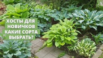 https://www.kp.ru/family/sad-i-ogorod/khosta/