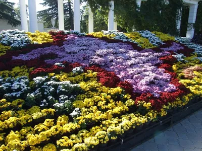 Саженцы хризантемы корейской многолетней - купить в питомнике в  Санкт-Петербурге