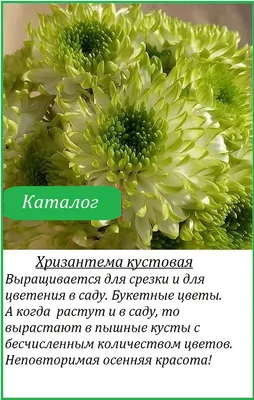 Хризантема в ландшафтном дизайне сада
