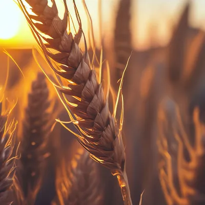 Колоски пшеницы на столе в поле :: Стоковая фотография :: Pixel-Shot Studio