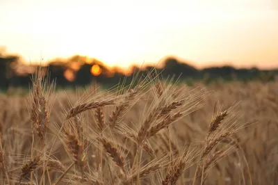 Колоски пшеницы натуральные, пучок - 18 шт (ID#725150274), цена: 30 ₴,  купить на Prom.ua