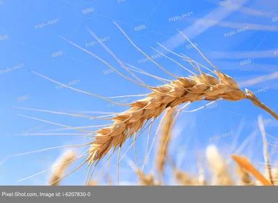 Колоски пшеницы в поле. Фон ушей пшеницы Стоковое Изображение - изображение  насчитывающей ухо, рост: 175089149