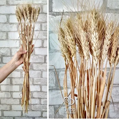Колосок пшеницы, крупным планом, …» — создано в Шедевруме