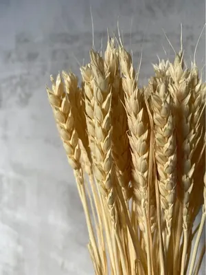 Золотой колосок пшеницы в поле, крупным планом :: Стоковая фотография ::  Pixel-Shot Studio