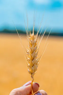 Созревшие колоски пшеницы в поле Stock Photo | Adobe Stock