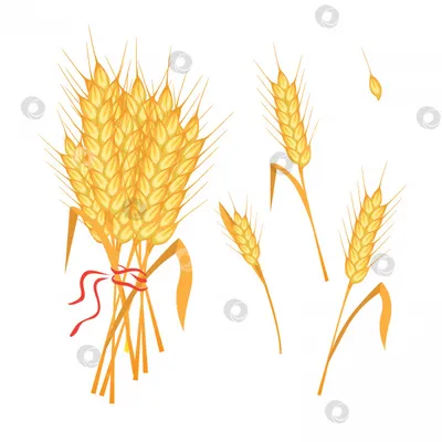 Колоски пшеница, рожь, жито в пучке для декора - Deco Presents
