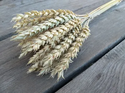 Фотографии Пшеница Природа Поля Небо колосья