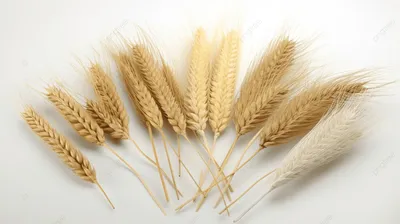 шесть колосьев пшеницы на белой поверхности, колосья пшеницы, 7  специфических аллергенных ингредиентов Hd фото фон картинки и Фото для  бесплатной загрузки
