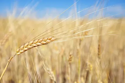 Колоски пшеницы. Изолированные на белом фоне Стоковое Фото - изображение  насчитывающей изолировано, здоровье: 190048386