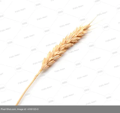 Букет из колосков пшеницы №956671 - купить в Украине на Crafta.ua