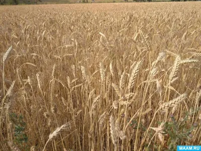 Колосок пшеницы рисунок - 73 фото