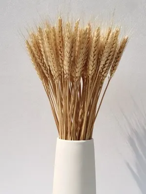 Колоски пшеницы: фото, изображения и картинки