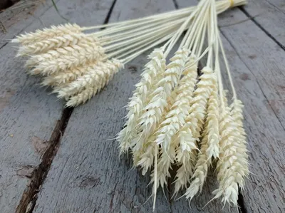 Bread and stalks of wheat on a white background, Хлеб и стебли колоски  пшеницы на белом фоне Stock Photo - Alamy