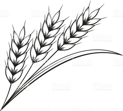Колоски пшеницы и рассвет в поле Stock Photo | Adobe Stock