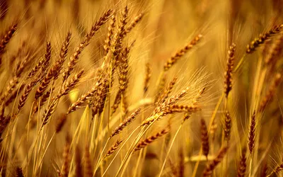 Пшеница Колоски Поле - Бесплатное фото на Pixabay - Pixabay