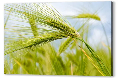 Зеленый колосок пшеницы » ImagesBase - Обои для рабочего стола