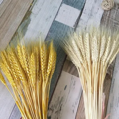 Колоски пшеницы отбеленные натуральные, пучок - 20 шт (ID#1447341599),  цена: 70 ₴, купить на Prom.ua