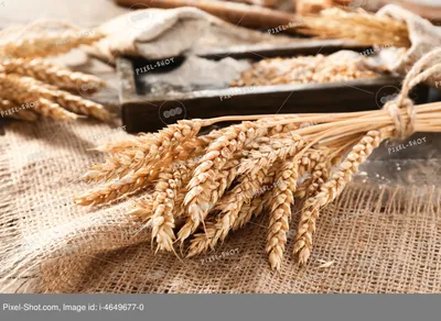 Колосок пшеницы рисунок - 73 фото