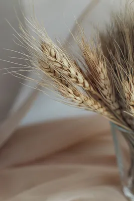 Колоски пшеницы на белом фоне Стоковое Изображение - изображение  насчитывающей жать, семена: 206678929