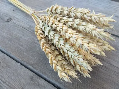 Зерна пшеницы и колосков пшеницы Взгляд сверху Стоковое Изображение -  изображение насчитывающей мука, урожай: 79239587