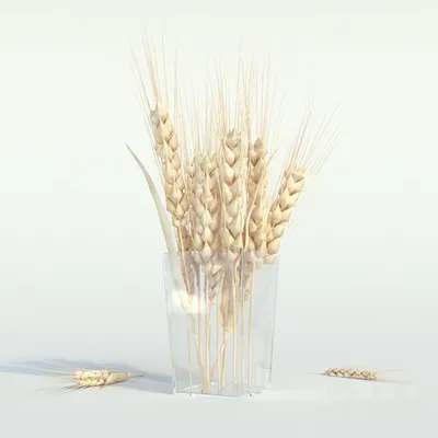 Пшеница Колос Колоски - Бесплатное фото на Pixabay - Pixabay