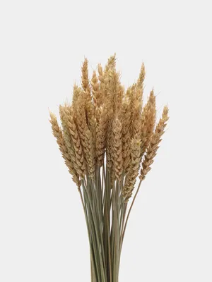 Несколько спелых колосков пшеницы . Векторное изображение ©Hillway 99101502