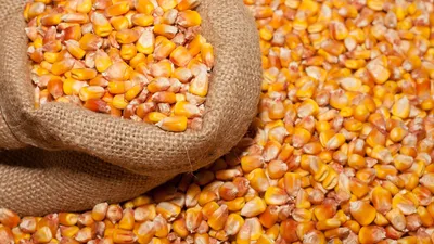 Зерна кукурузы купить по цене от производителя