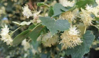 Липа мелколистная (Tilia cordata)