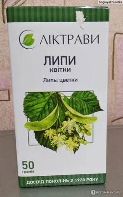 Ветви Липы Летом — стоковая векторная графика и другие изображения на тему  Без людей - Без людей, Векторная графика, Ветвь - часть растения - iStock