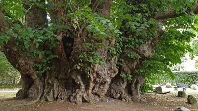 300-летняя липа, огромные лилии. Михайловский сад приглашает на экскурсии -  Российская газета