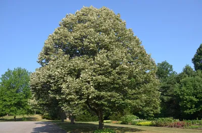 Липа крупнолистная (Tilia platyphyllos)