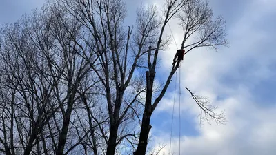 Липа мелколистная (Tilia cordata)
