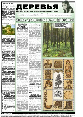 Лето, липа» картина Добровольской Гаянэ (бумага, масло) — купить на  ArtNow.ru