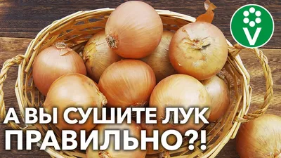 Как правильно хранить лук: советы садоводам – интернет-магазин  ВсеИнструменты.ру