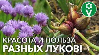 Тетива для классических луков 58\" | Дендра