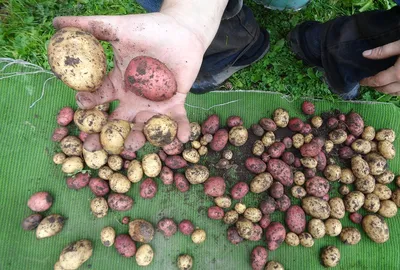 Мелкая картошка – купить в Выксе, цена 150 руб., продано 8 октября 2020 –  Продукты питания