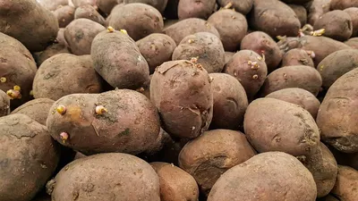 298. Картошка \"Орешки\": рецепт приготовления самой мелкой картошки! | Пикабу