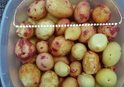 Почему картошка растёт мелкой: топ-5 ошибок огородников | ОБЩЕСТВО | АиФ  Новосибирск