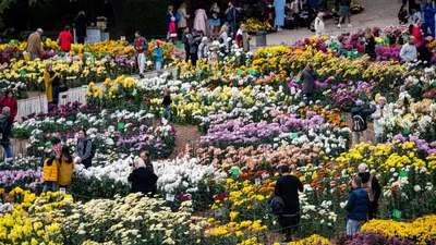 Ученые Никитского ботанического сада проведут виртуальные экскурсии по  своим лабораториям