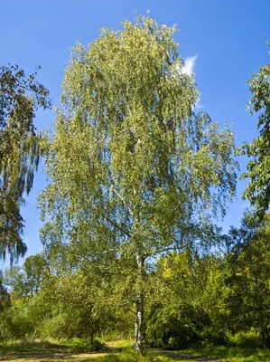 Береза