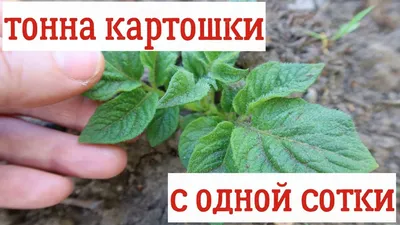 5 секретов жареной картошки