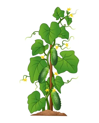 https://ru.depositphotos.com/8676781/stock-photo-cucumber.html