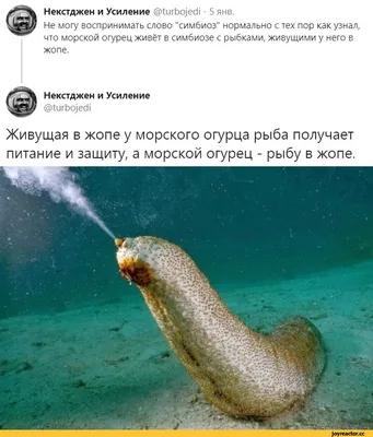 Дизайн Персонажа Огурца Огурец На Белом Фоне — стоковая векторная графика и  другие изображения на тему Белый фон - Белый фон, Вегетарианское питание,  Векторная графика - iStock