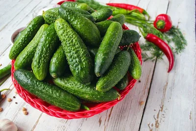 Купить семена Огурец Шоша — от НПО Сады Росcии