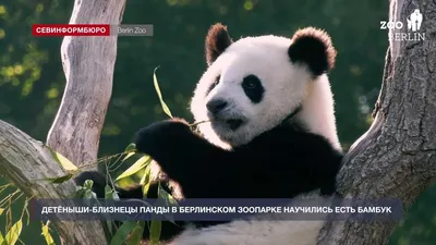Обои Панды и бамбук №psh_0000984, коллекция Обои бамбук, купить в магазине  ABC-Decor