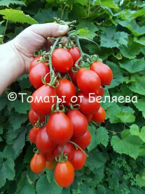 Шесть самых лучших сортов томатов черри: супер-сладкие, неприхотливые и  мега-урожайные | Наша Дача | Дзен