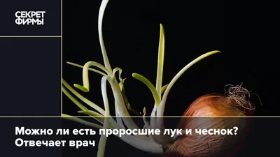 Купить товар Лук репчатый проросший на рассаду сорт \"Алонсо\" в Ярославле |  Ярославль и Ярославская область - информационный портал