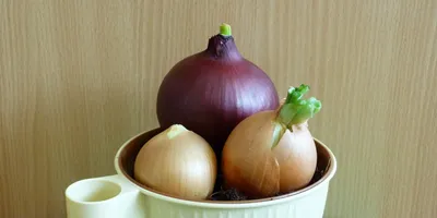 Новый рекорд урожайности лука зафиксировали в Узбекистане • EastFruit