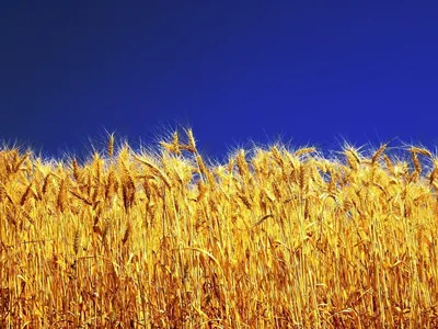 Поле Пшеница Небо - Бесплатное фото на Pixabay - Pixabay