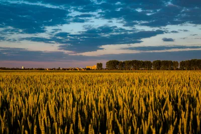 Поле пшеницы, голубое небо все в …» — создано в Шедевруме